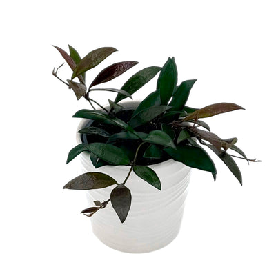 Wax Plant 'Red Maroon'