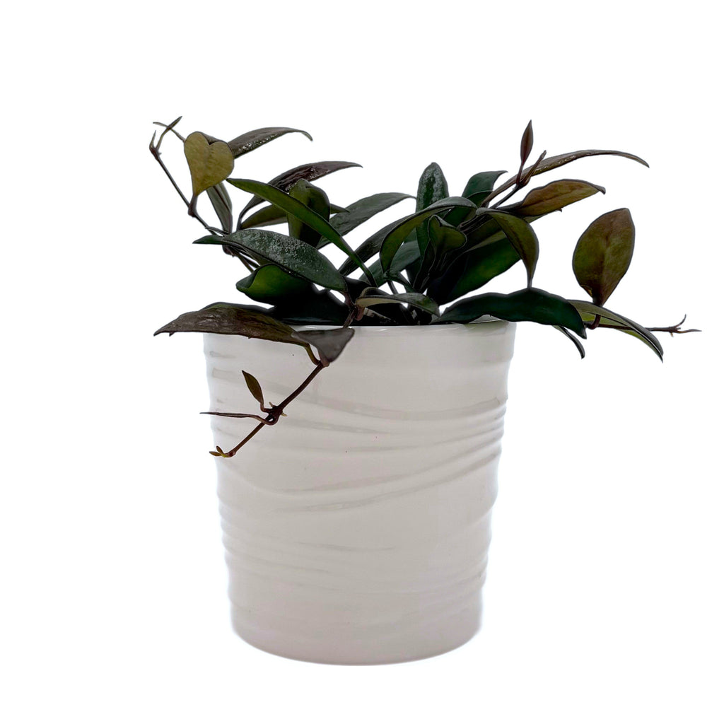 Wax Plant 'Red Maroon', view 2