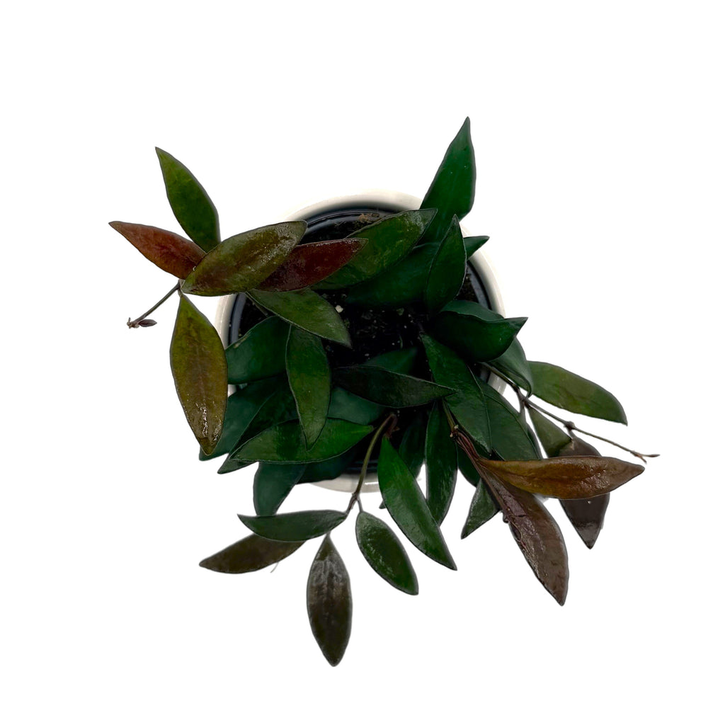 Wax Plant 'Red Maroon', view 3