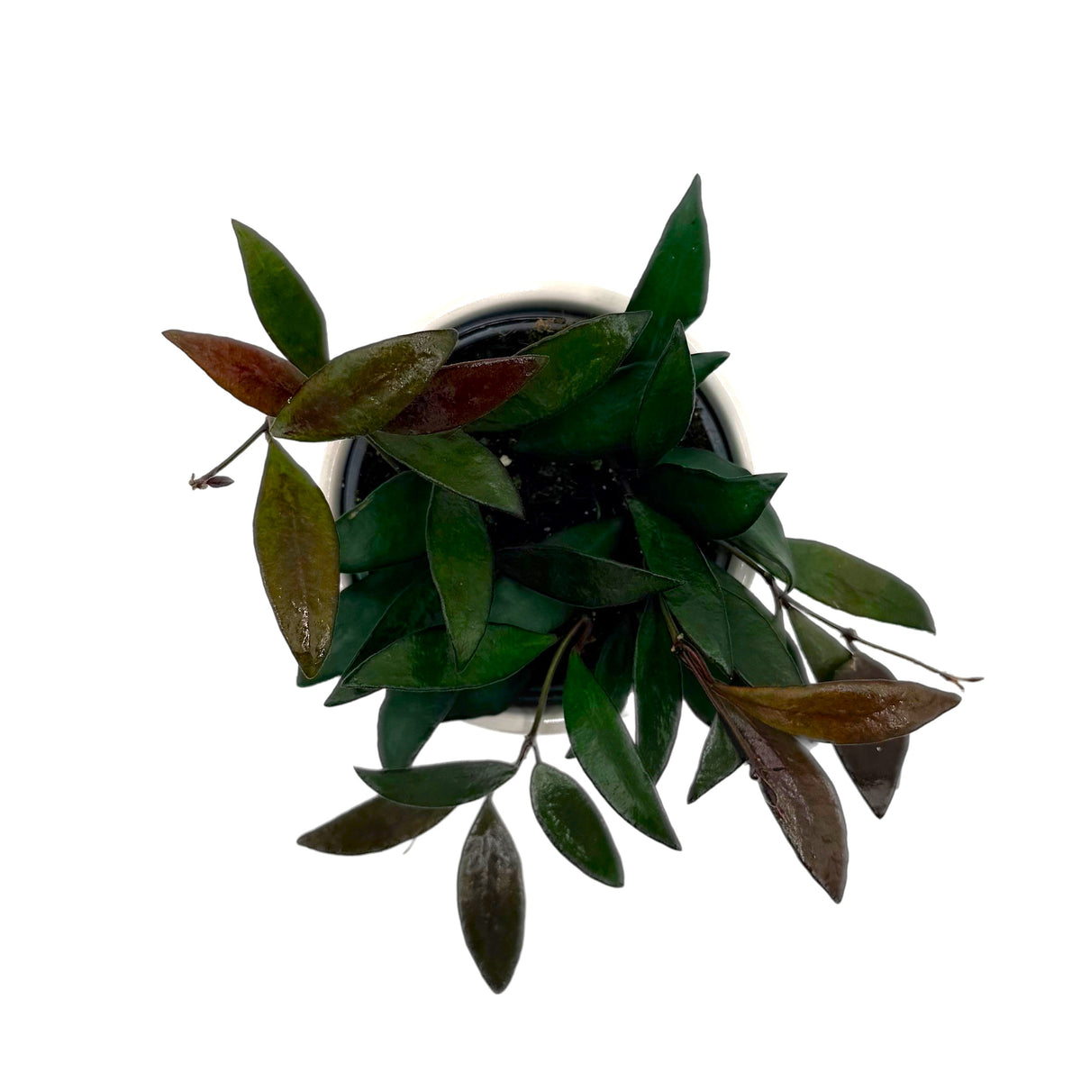 Wax Plant 'Red Maroon', view 3