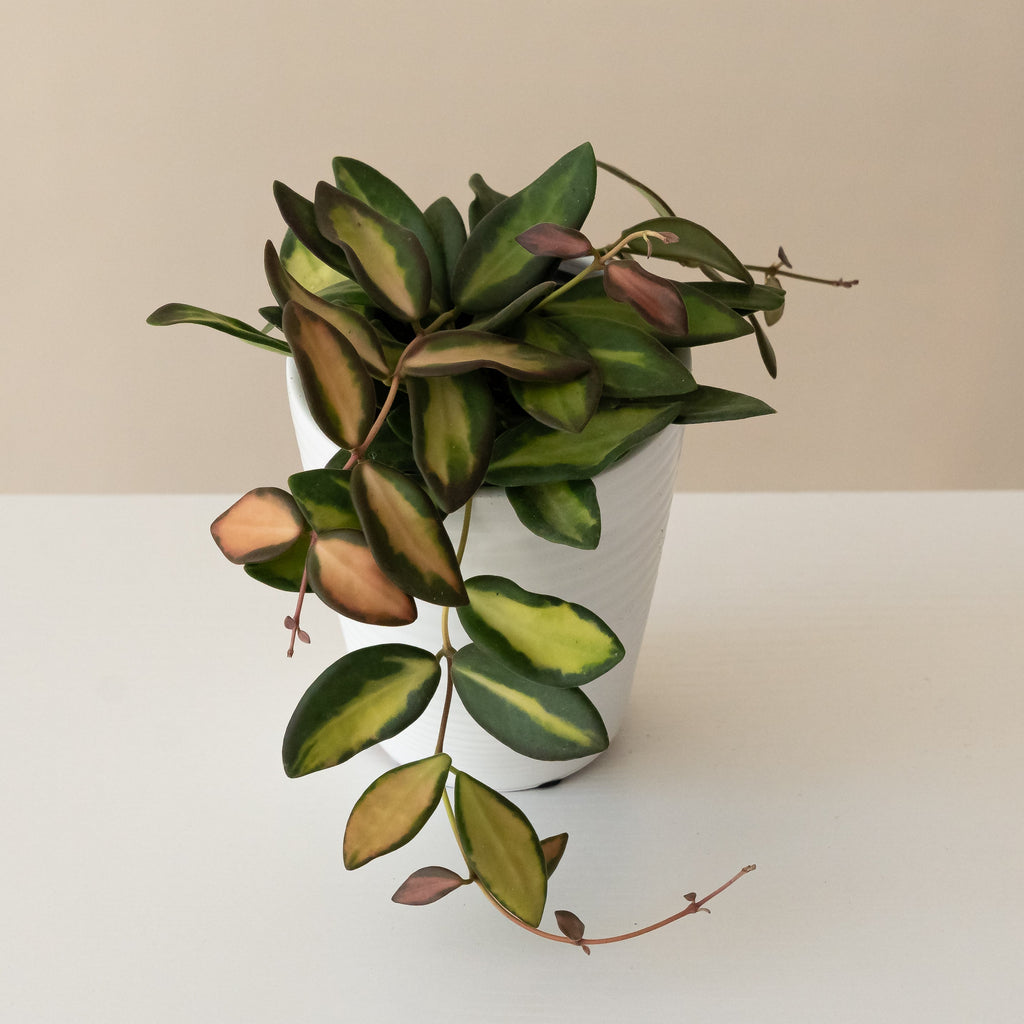 Hoya with smooth succulent leaves variegated yellow, green and pink in a grey ceramic pot