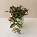 Hoya with smooth succulent leaves variegated yellow, green and pink in a grey ceramic pot