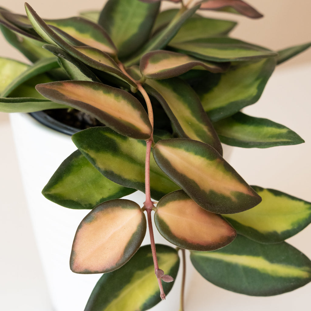 Wax Plant 'Sea Stones', view 2