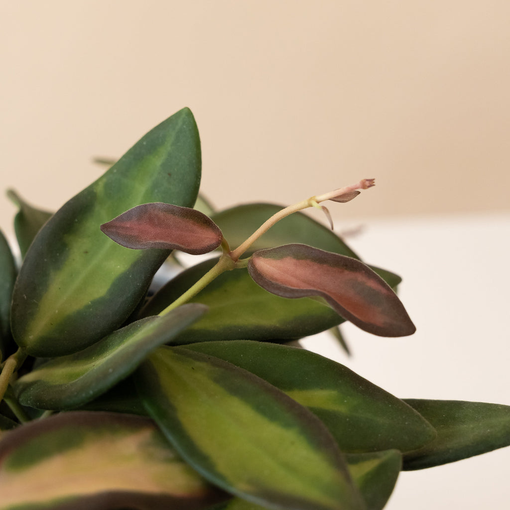 Wax Plant 'Sea Stones', view 3