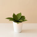 Hoya with long light green leaves patterned with dark green veins