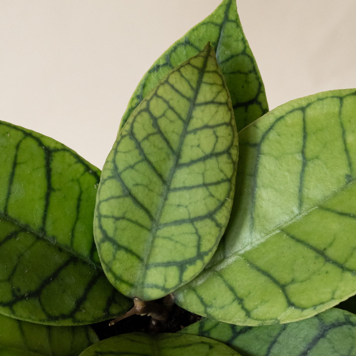 Wax Plant 'Shadow Falls', view 2