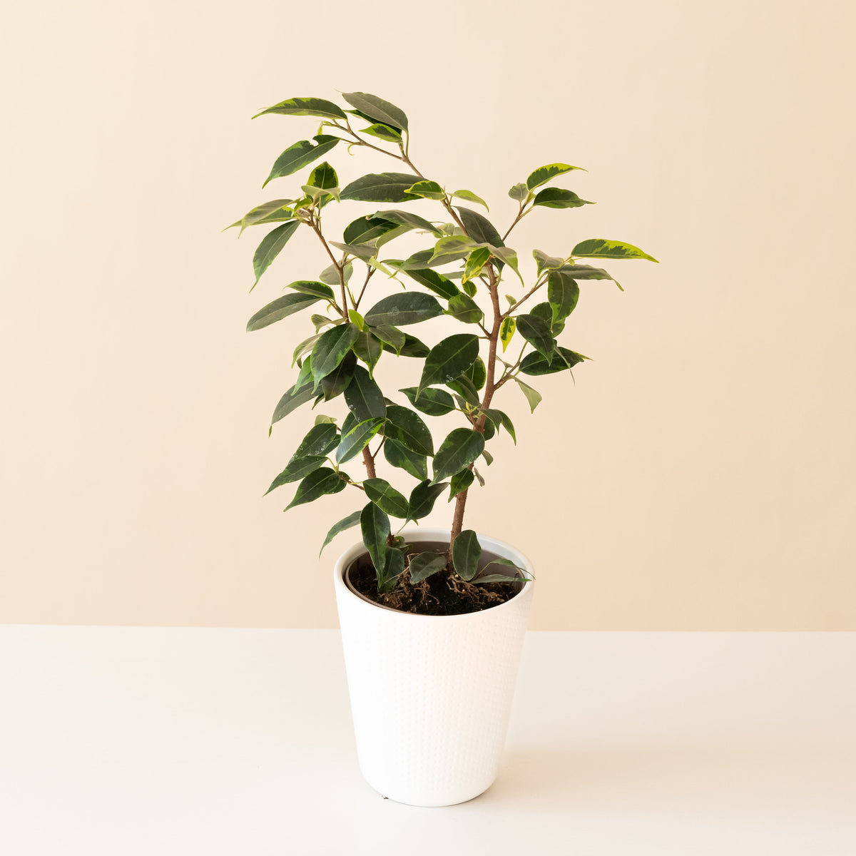 Weeping fig with glossy green and pale green variegated leaves on arching branches