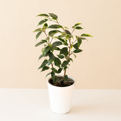 Weeping Fig 'Anastasia'