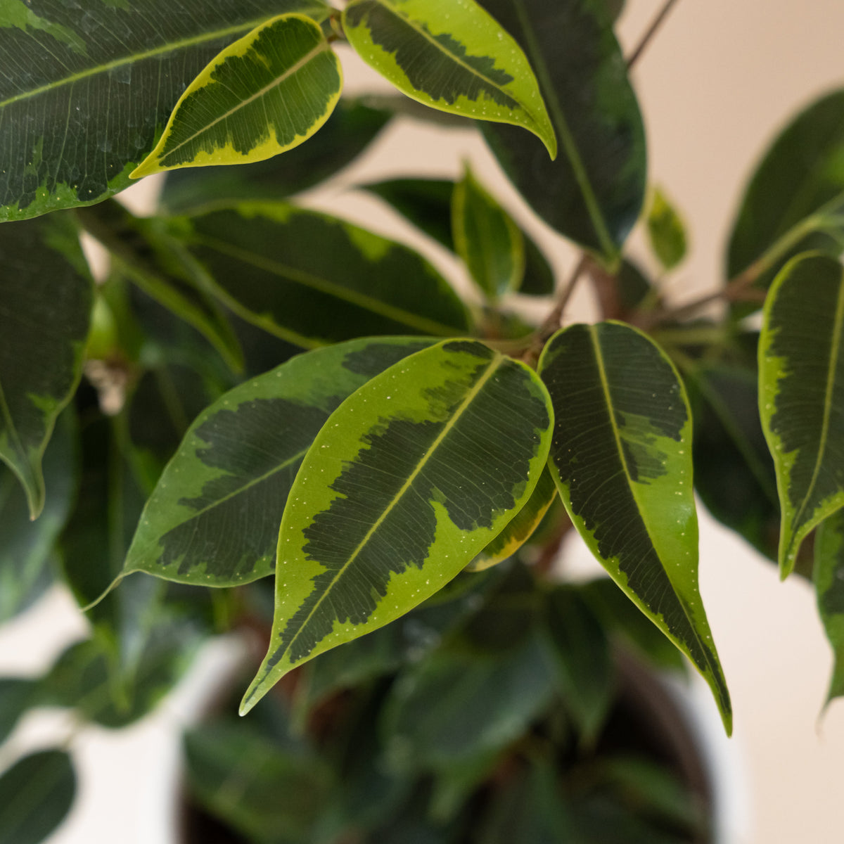 Weeping Fig 'Anastasia', view 2