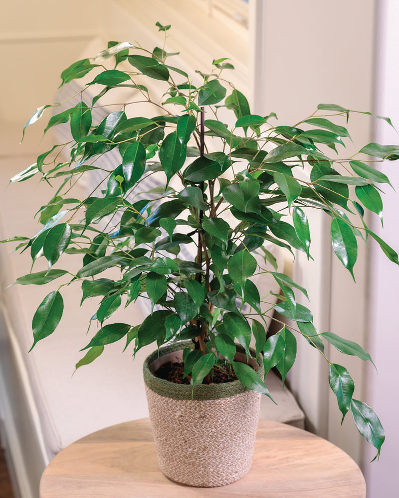 Weeping fig with dark green glossy leaves on arching branches