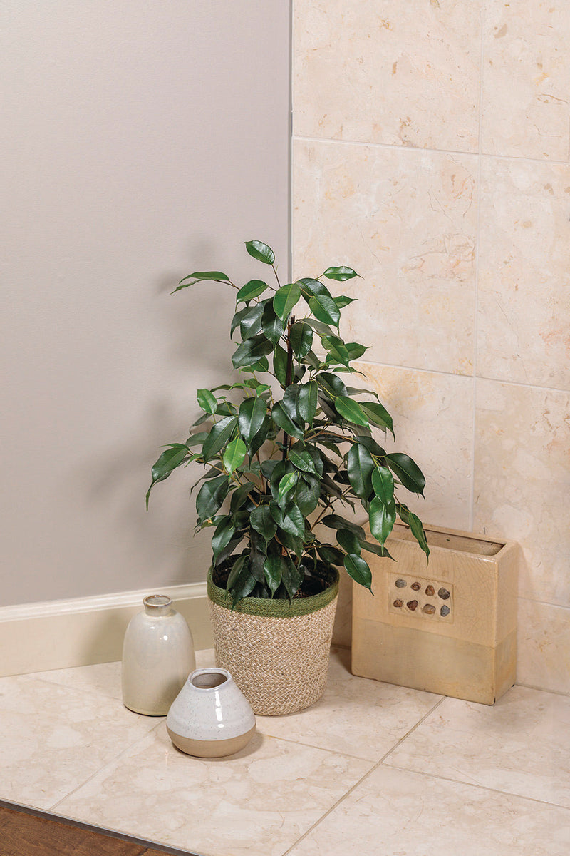 Weeping Fig 'Danielle', view 3