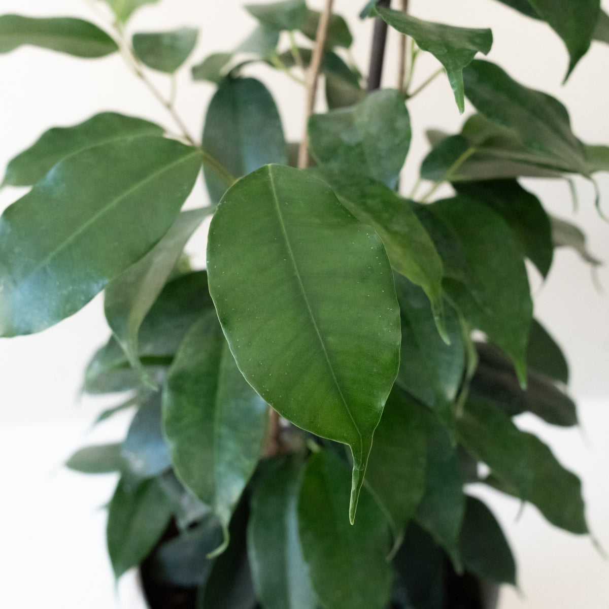 Weeping Fig 'Danielle', view 4