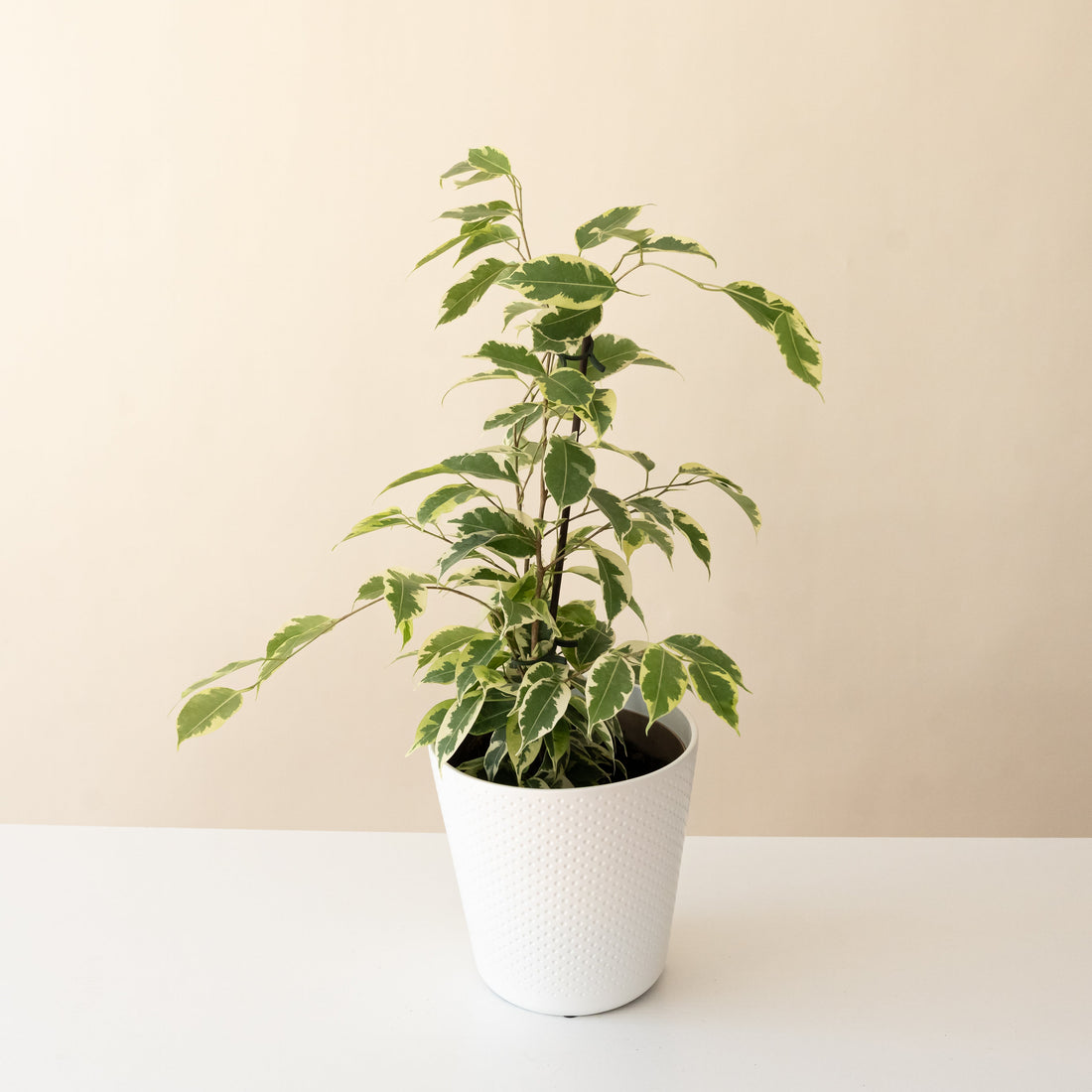 Bushy weeping fig with glossy green leaves edged in cream