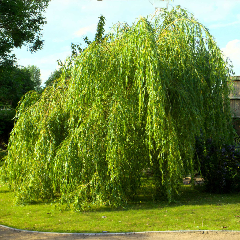 Weeping willow with long pale green branches hanging to the ground