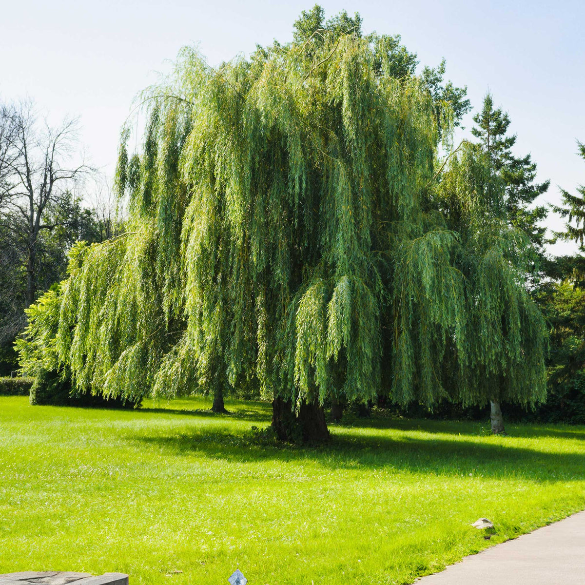 Weeping willow with long pale green branches hanging to the ground (view 3)