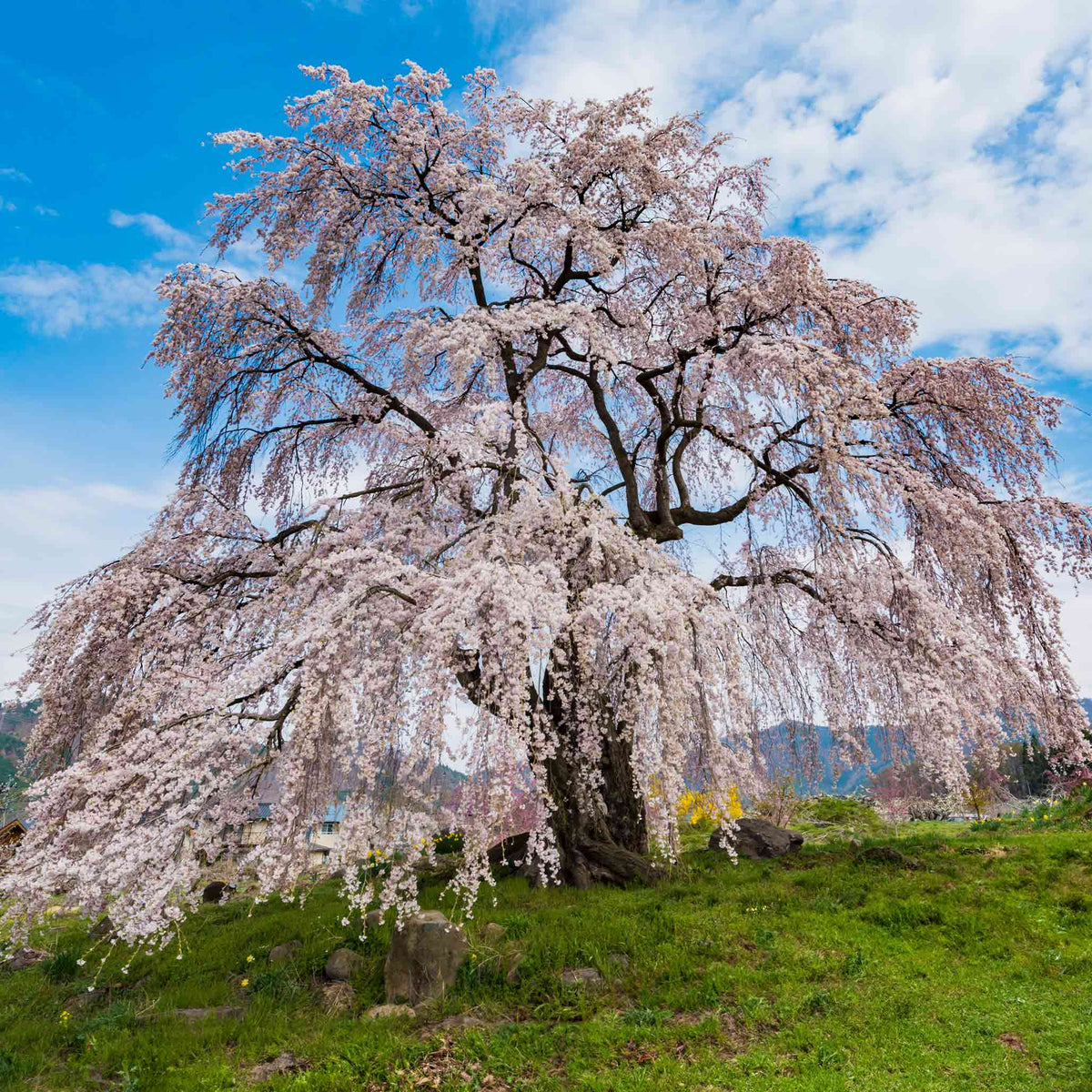 Weeping cherry tree with arching branches covered in pale pink blossoms