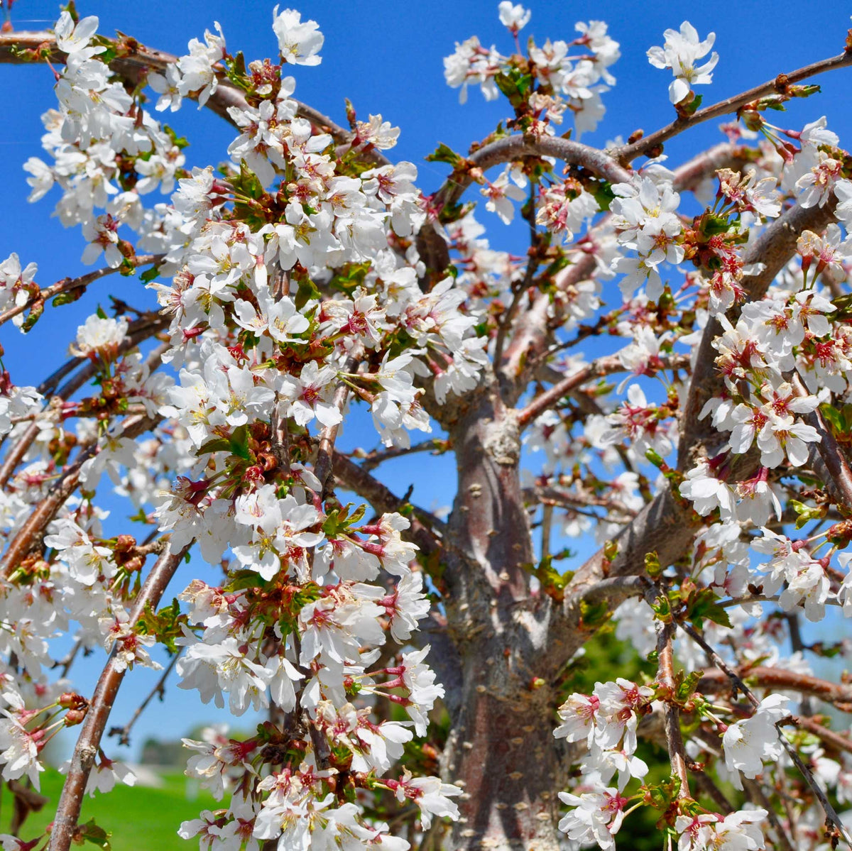 Weeping cherry tree with arching branches covered in pale pink blossoms (view 2)