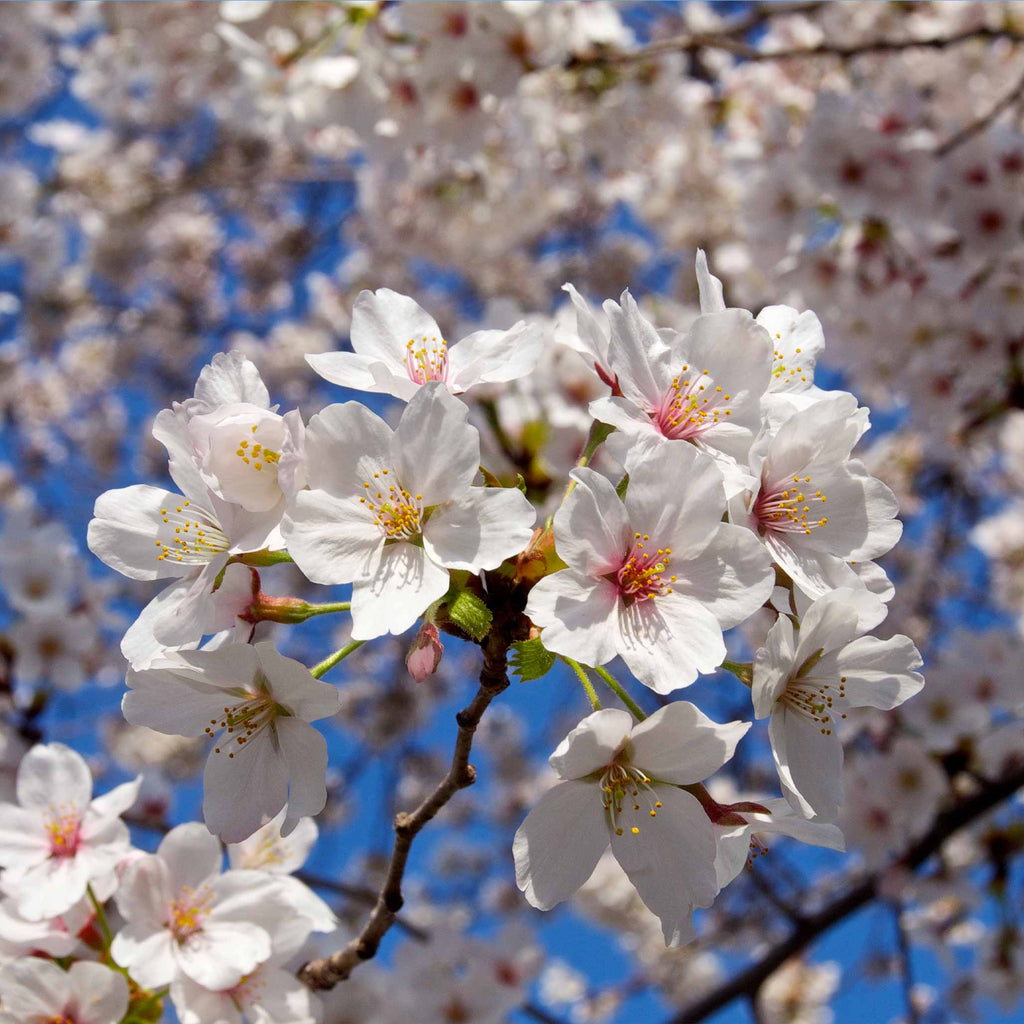 Weeping cherry tree with arching branches covered in pale pink blossoms (view 3)