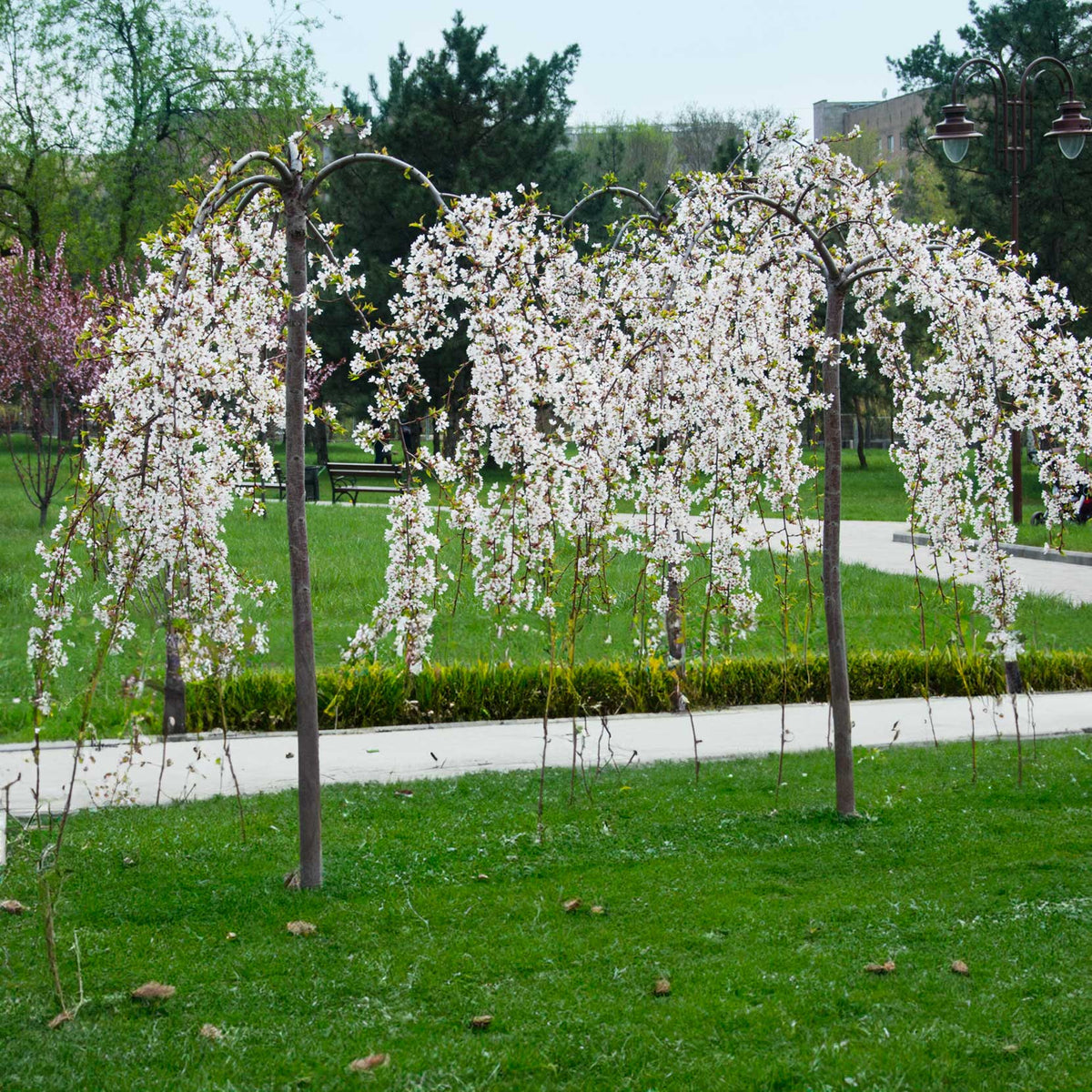 Weeping cherry tree with arching branches covered in pale pink blossoms (view 4)