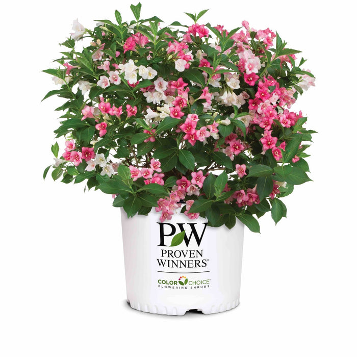 Weigela 'Trilogy'