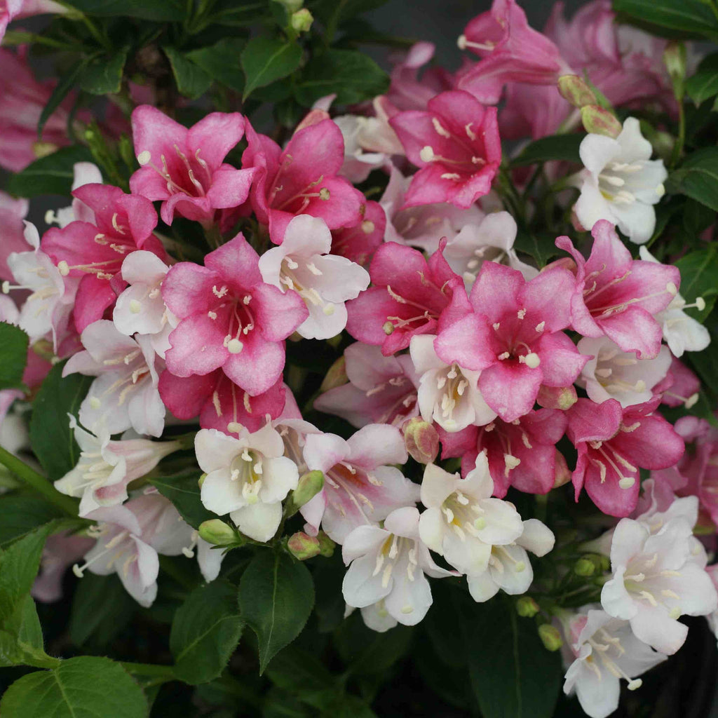 Weigela shrub covered in white, pink and red trumpet flowers (view 2)