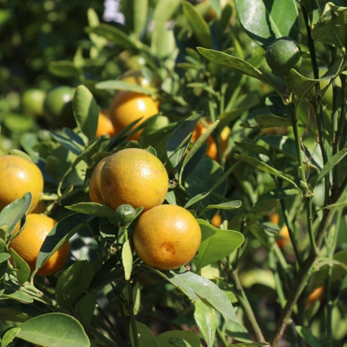 Westin Orange Tree (Florida)