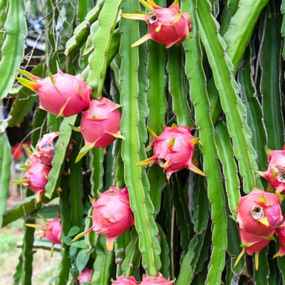 White Dragon Fruit