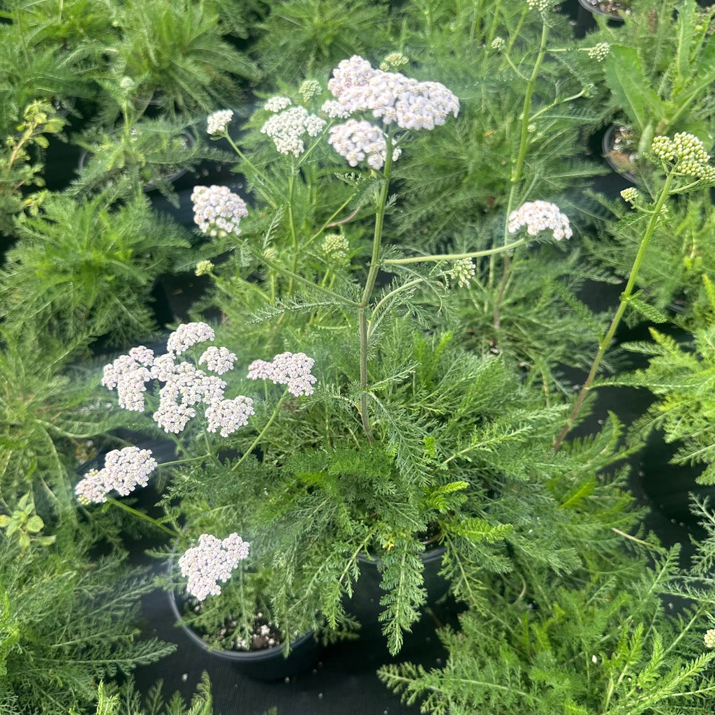 Yarrow with flat clusters of small white flowers above feathery green foliage