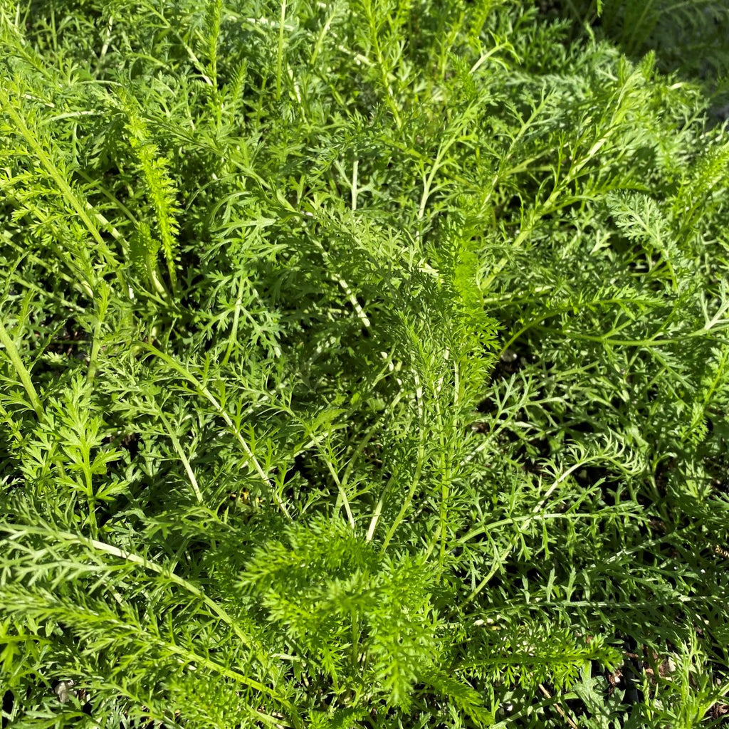 Yarrow with flat clusters of small white flowers above feathery green foliage (view 2)