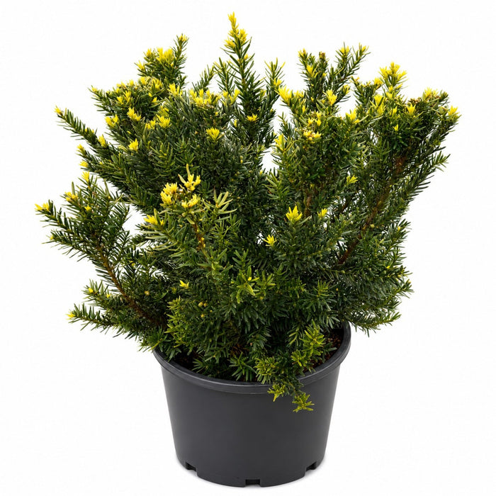 Yew 'Erie Shores'