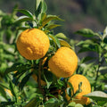 Yuzu tree with bumpy yellow citrus fruit and green leaves