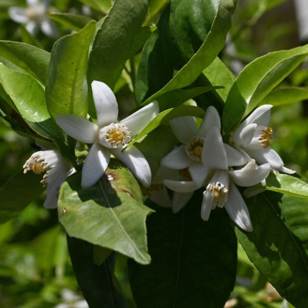 Yuzu tree with bumpy yellow citrus fruit and green leaves (view 2)
